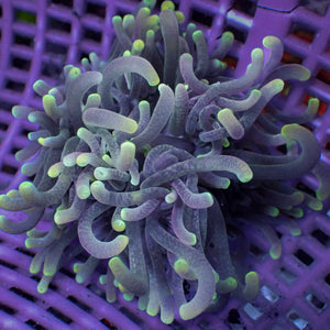 blue solace long tentacle anemone