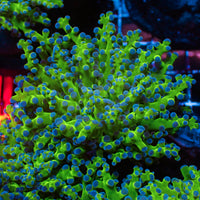 blue tip green branching frogspawn
