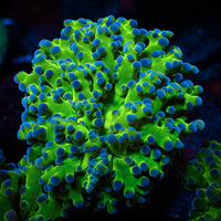 blue tip green branching frogspawn 1
