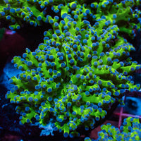 blue tip green branching frogspawn 3
