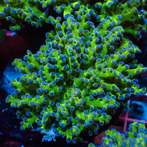 blue tip green branching frogspawn 3