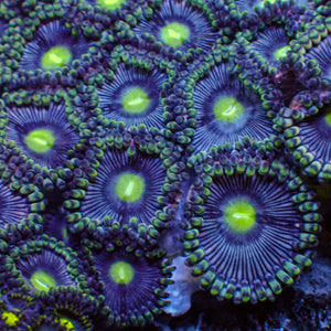 blue voodoo zoa