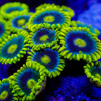 blueberry pie zoa
