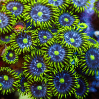 blueberry pie zoa 2
