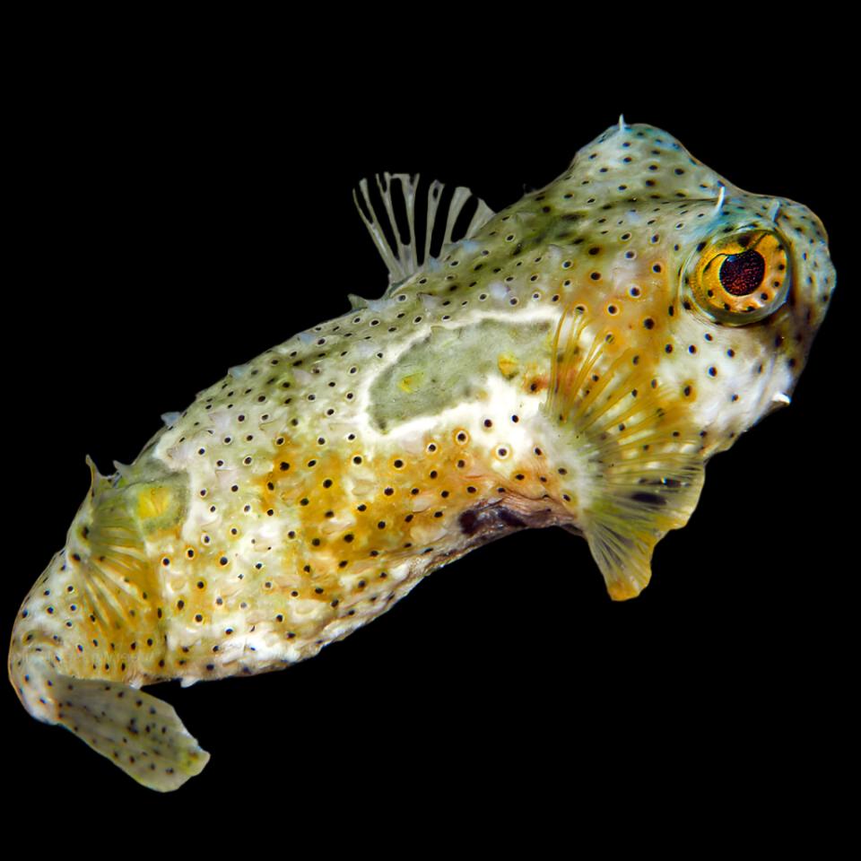 bridled burrfish