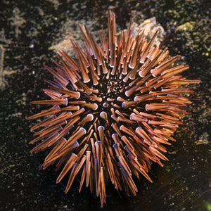 brown rock-boring urchin