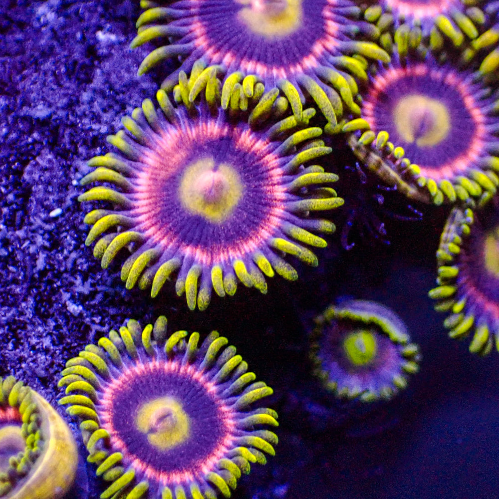 bubblegum pop zoa