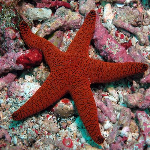 Blood Orange Fromia Starfish - Corals Anonymous