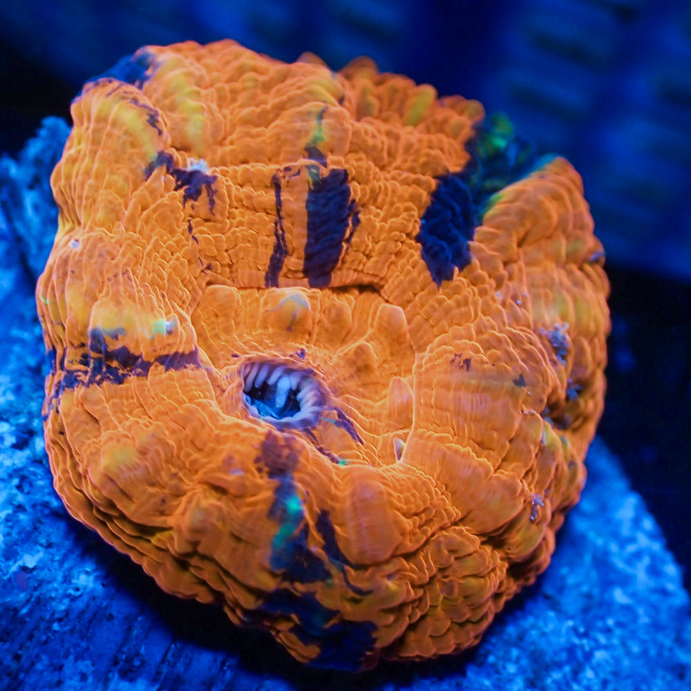 WYSIWYG Aussie Ultra Warpaint Scolymia (Aquacultured)