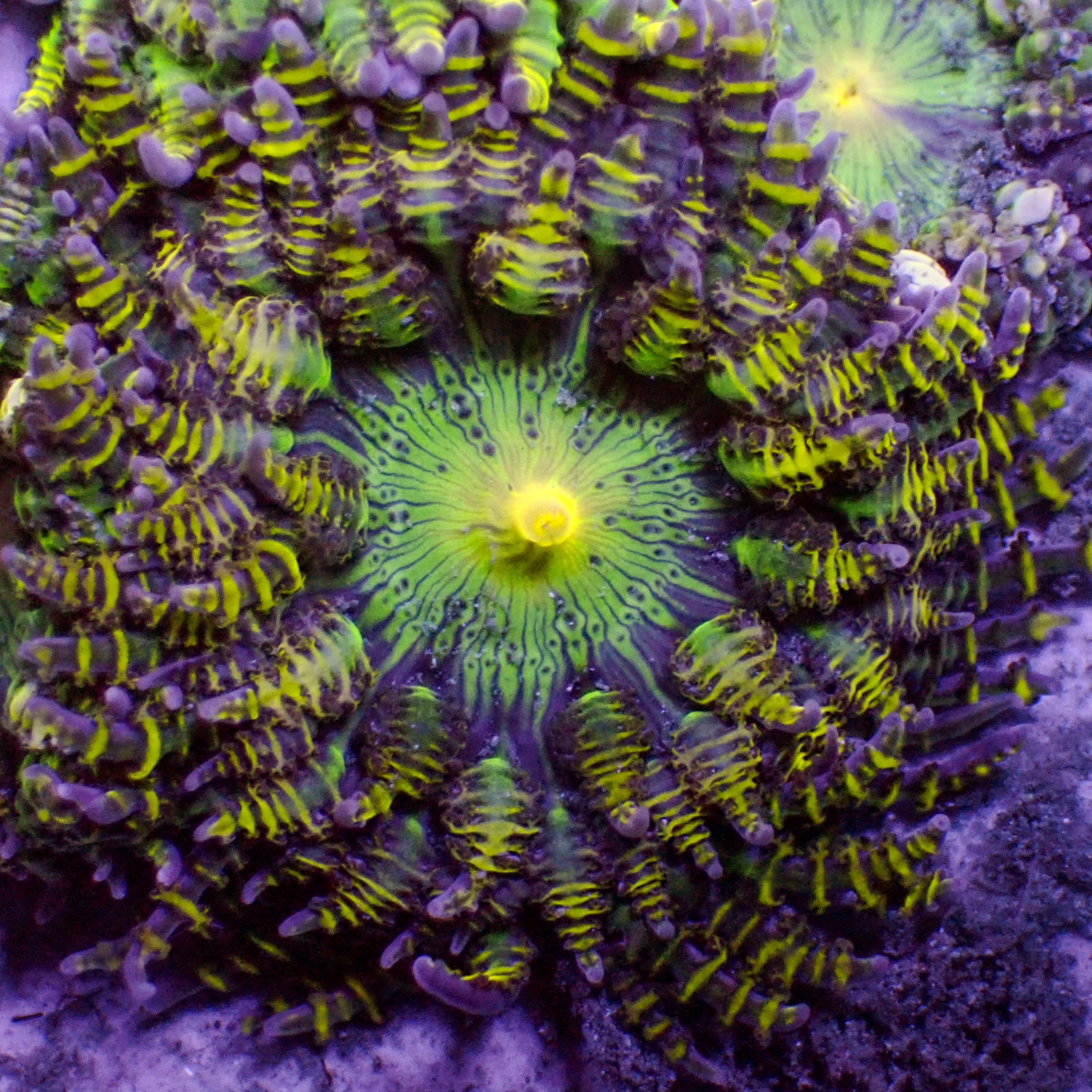 CA_Bumblebee_Garden_Anemone.