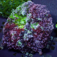 CA chaotic purple hemprichii anemone 1