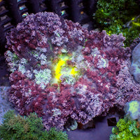 CA chaotic purple hemprichii anemone 2