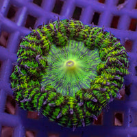 CA green goblin garden anemone
