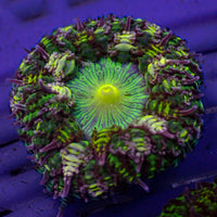 CA green goblin garden anemone 2
