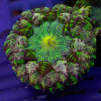 CA green goblin garden anemone 3
