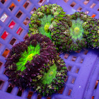 CA green goblin garden anemone 4
