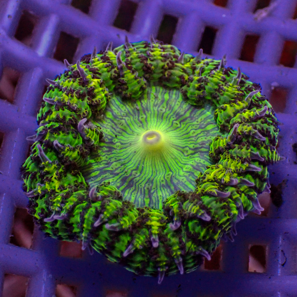 CA green goblin garden anemone