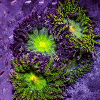 CA green goblin garden anemone 5
