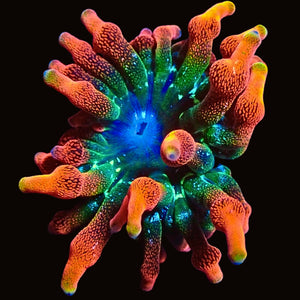 CA inferno infinity ultra rainbow bubble tip anemone 2