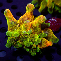 CA miami mayhem bubble tip anemone 3