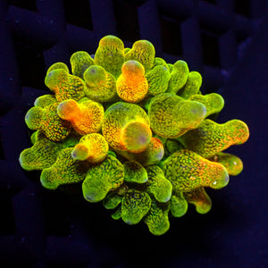 CA miami mayhem bubble tip anemone 4