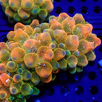 CA peach puffs bubble tip anemone
