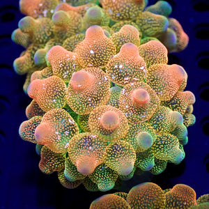 CA peach puffs bubble tip anemone 2