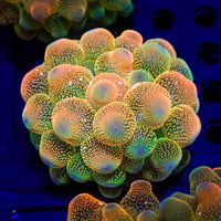 CA peach puffs bubble tip anemone 3
