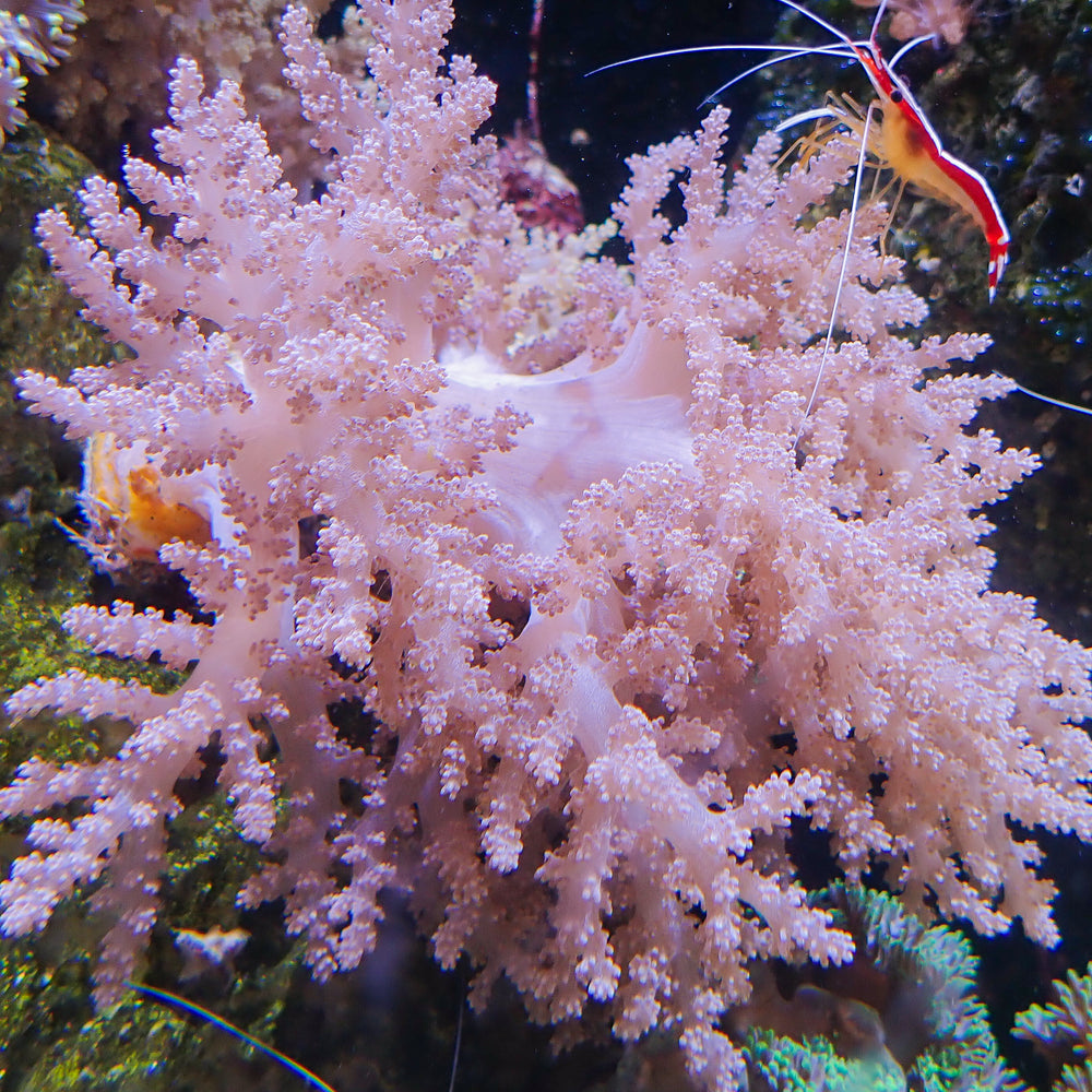 CA pink blossom nephthea tree soft coral
