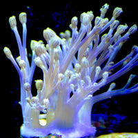 CA Starlight Cespitularia Soft Coral
