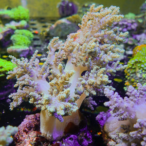 CA Ultra Rainbow Nephthea Tree Soft Coral 1