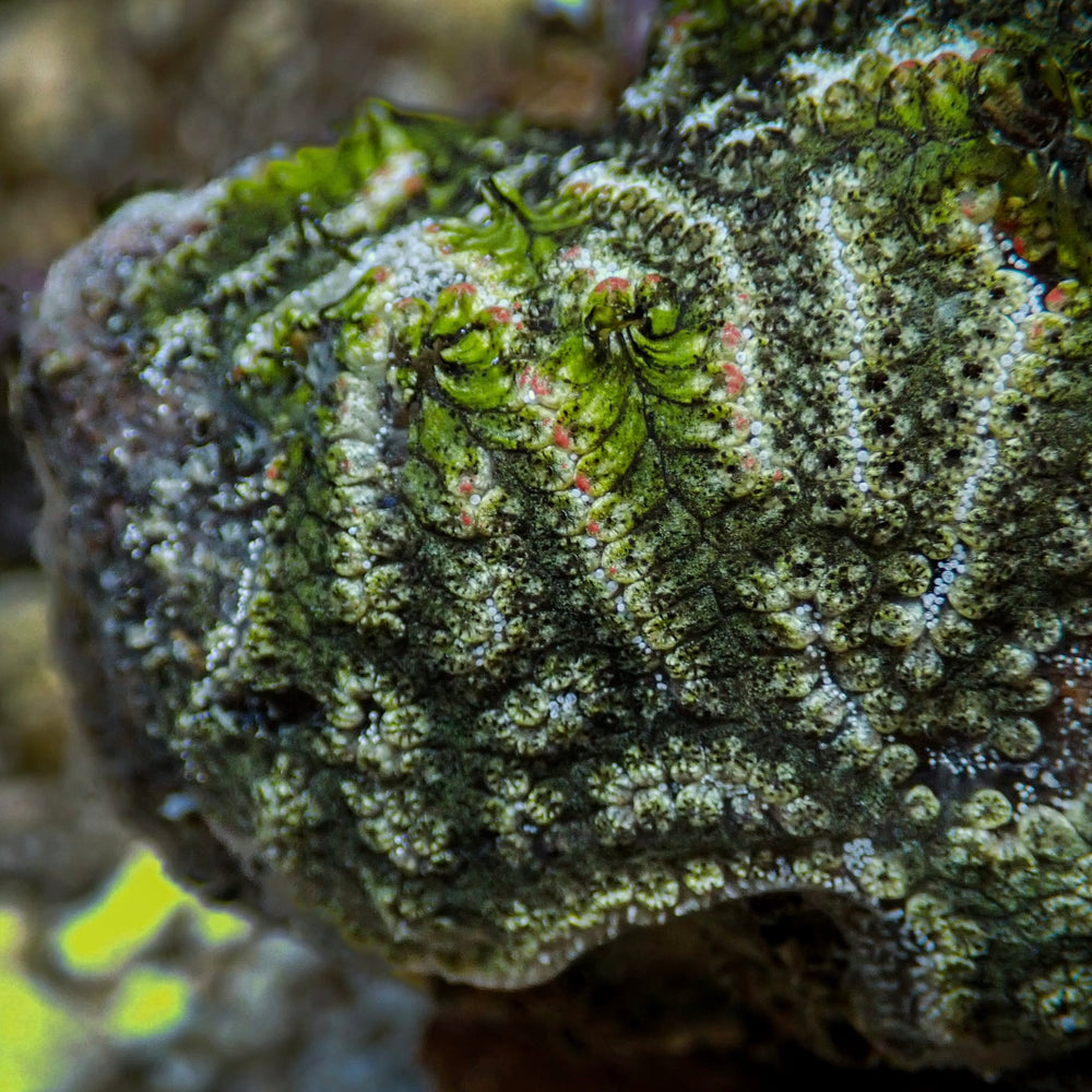 Reef Moss Sea Squirt (Self-reproducing)