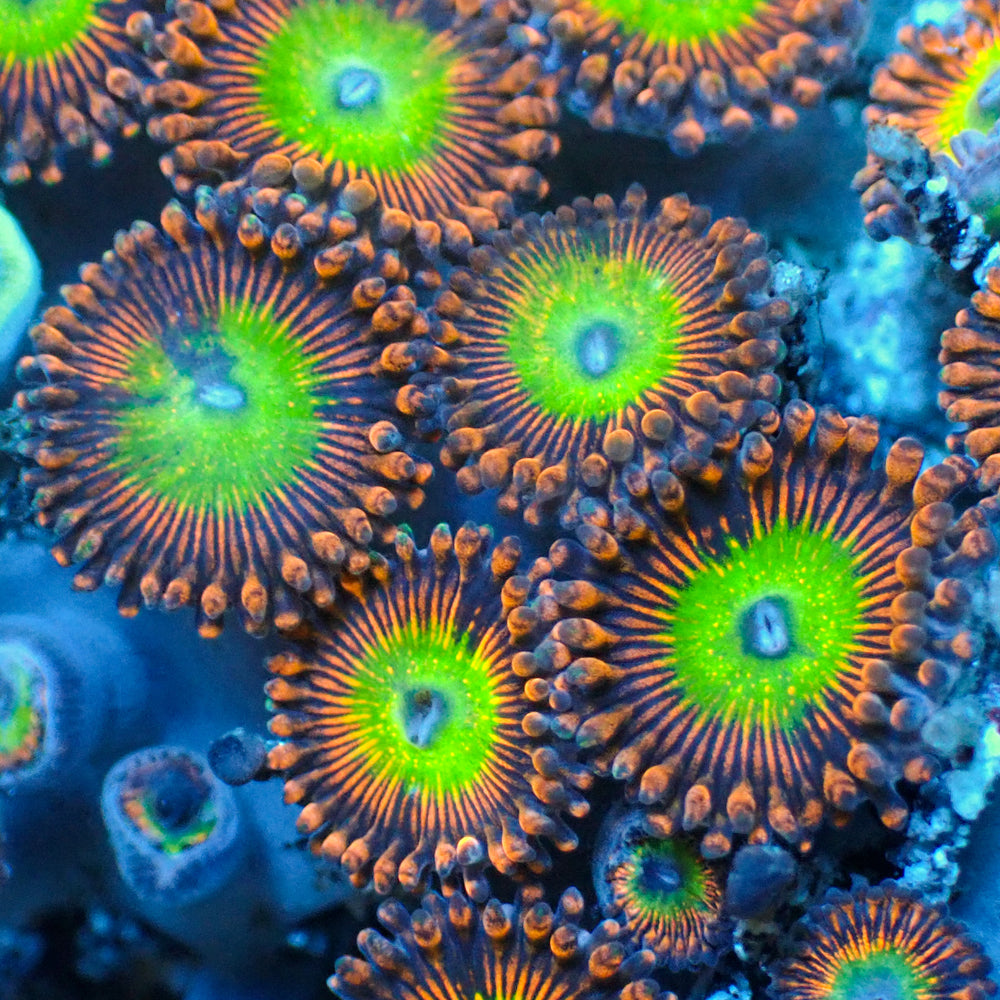 Candy Apple Red Zoa (2-3 Polyps) 