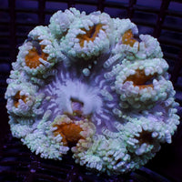 Candy Cane Mint Heteractis Aurora Anemone 
