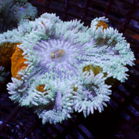 Candy Cane Mint Heteractis Aurora Anemone 2
