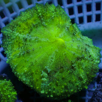 Caribbean Green Discosoma Mushroom 1
