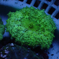 Caribbean Green Discosoma Mushroom 2
