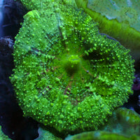 Caribbean Green Discosoma Mushroom 4
