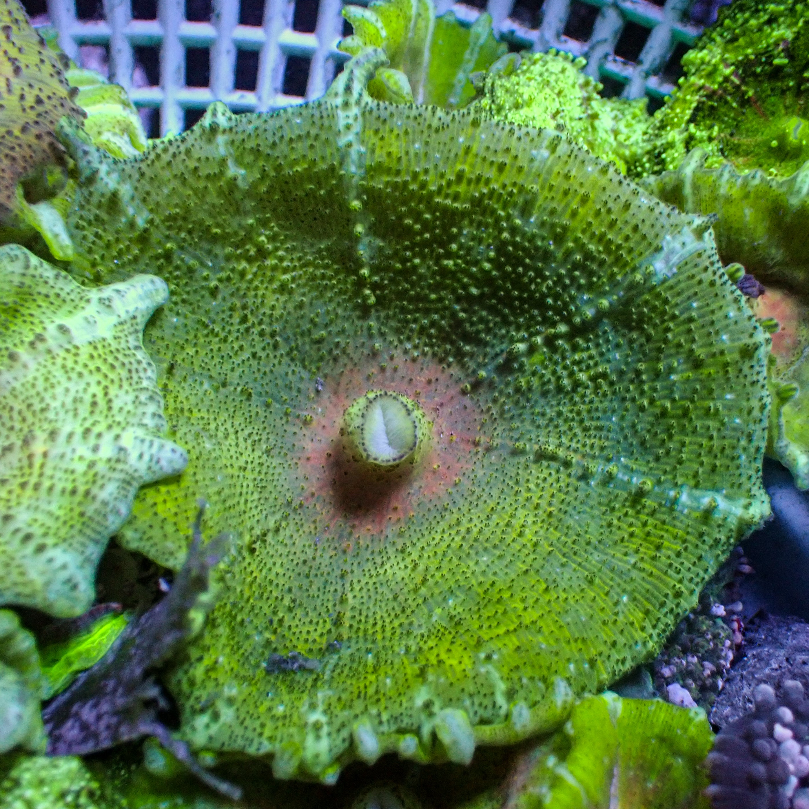 ホソバヒルムシロ Tidal Gardens - Purple Discosoma Mushroom