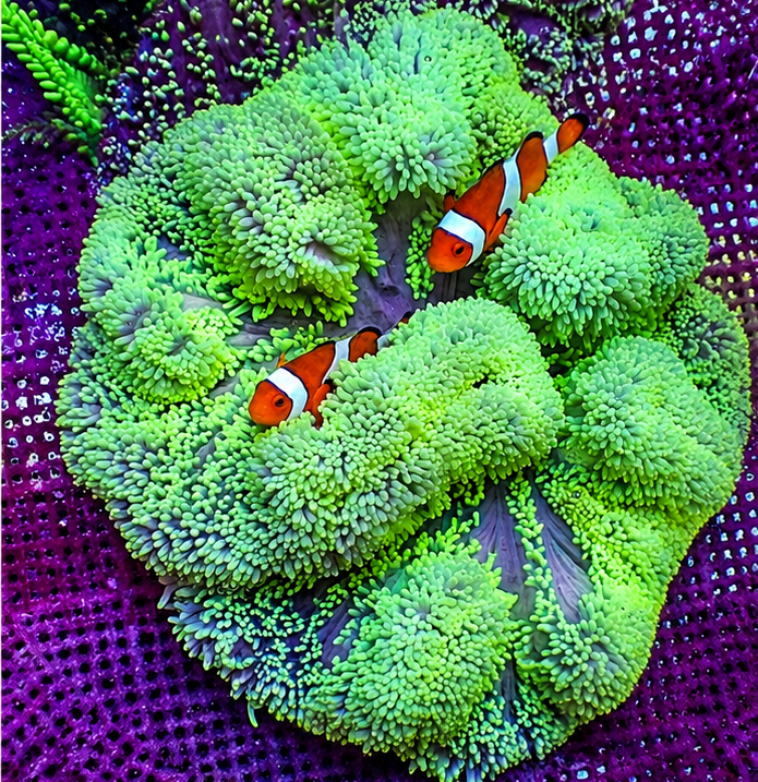 Neon Green Gigantea Carpet Anemone - Corals Anonymous