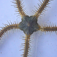 Chain-link Brittle Sea Star 1
