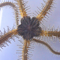 Chain-link Brittle Sea Star 2