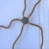 Chain-link Brittle Sea Star 3
