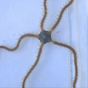 Chain-link Brittle Sea Star 3