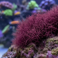 Cluster Coralline Macroalgae (Rare) - Corals Anonymous
