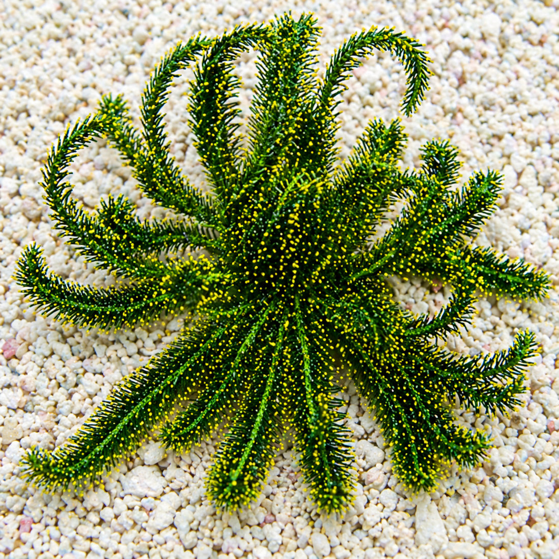 Lucky Charm Feather Star - Corals Anonymous