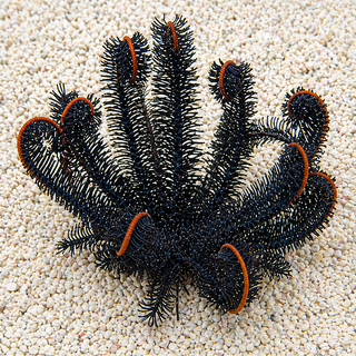 Midnight Black Feather Star - Corals Anonymous