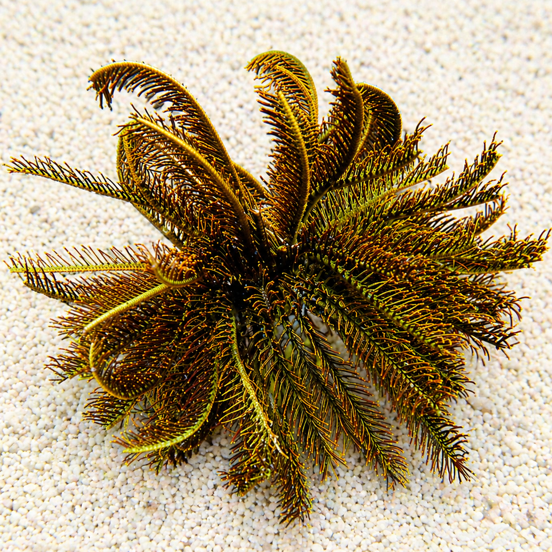 Golden Feather Star - Corals Anonymous