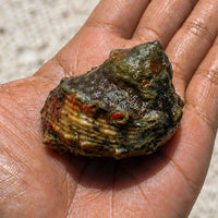 Giant Turbo Snail (1.5-3") - Corals Anonymous
