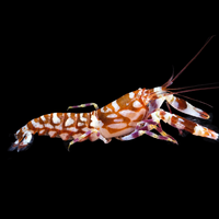 Tiger Pistol Shrimp

